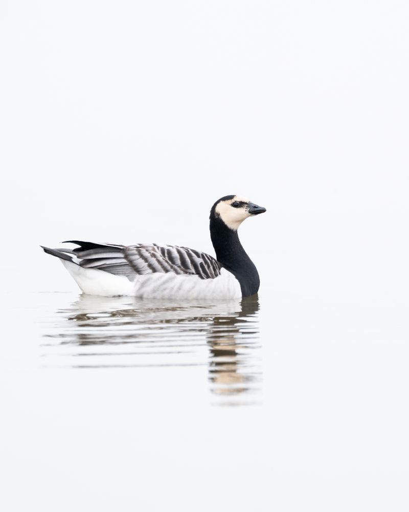 Minimalistisch portret van een brandgans op een bewolkte dag
