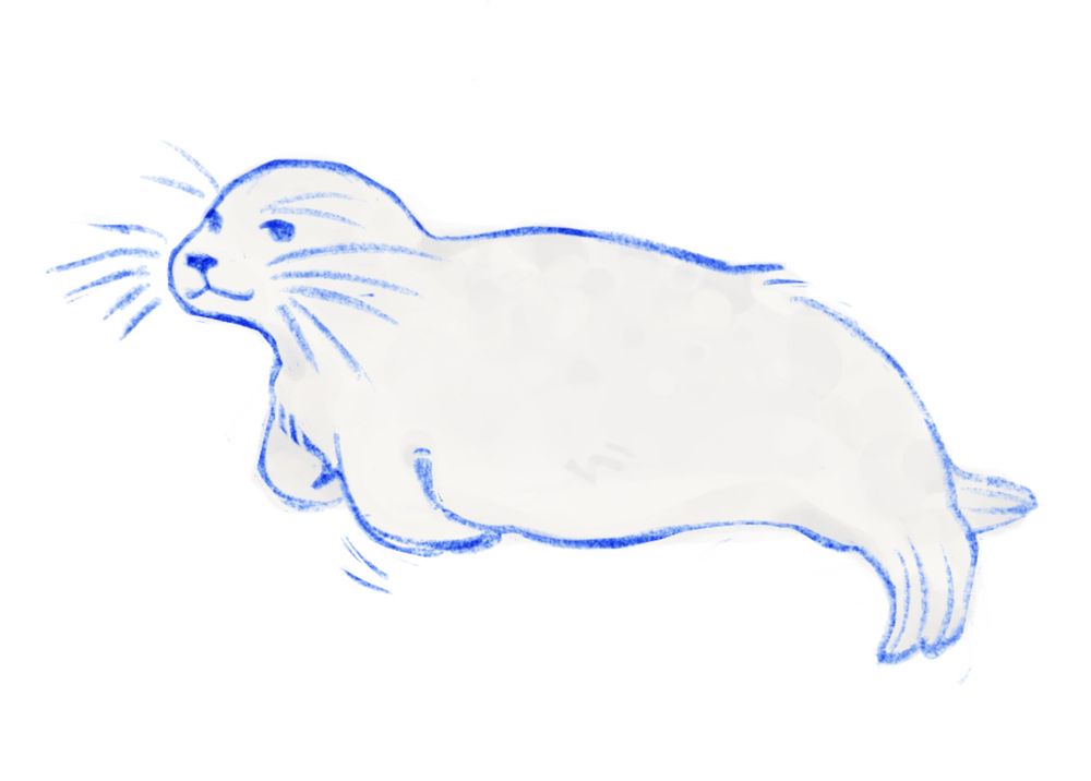 profile sketch of a seal laying down with its flippers tucked in, there are outlines outside of its facial area resembling whiskers. both of the hind flippers are resting to the side, the right flipper can be seen in the distance.