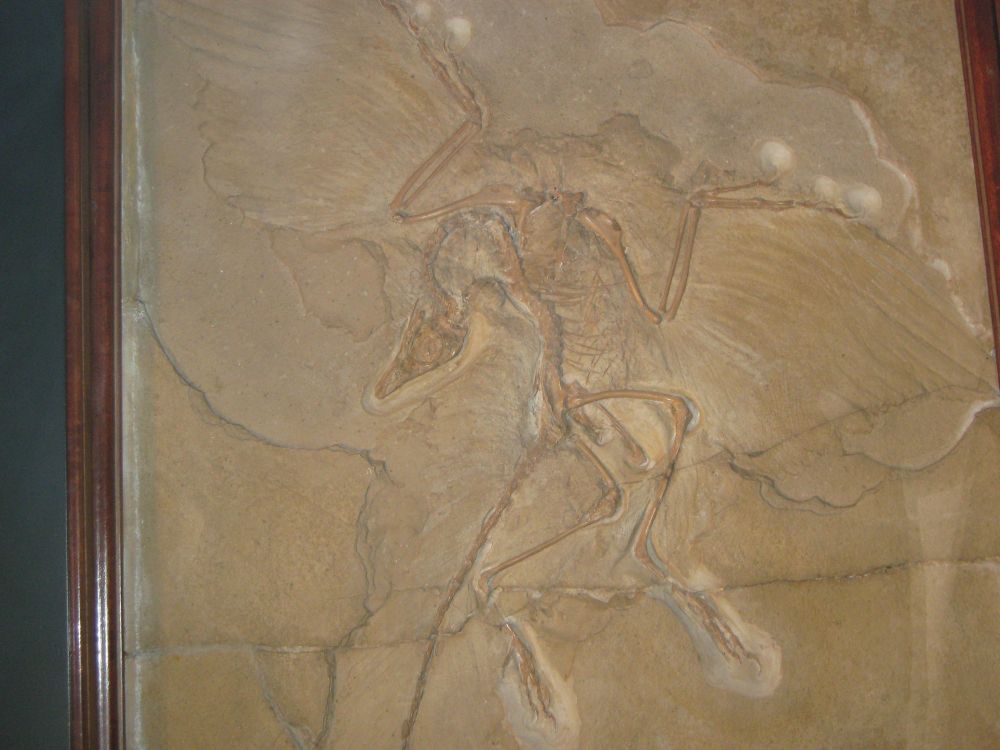 Ur example of the Archaeopteryx in the Berlin museum of Natural History