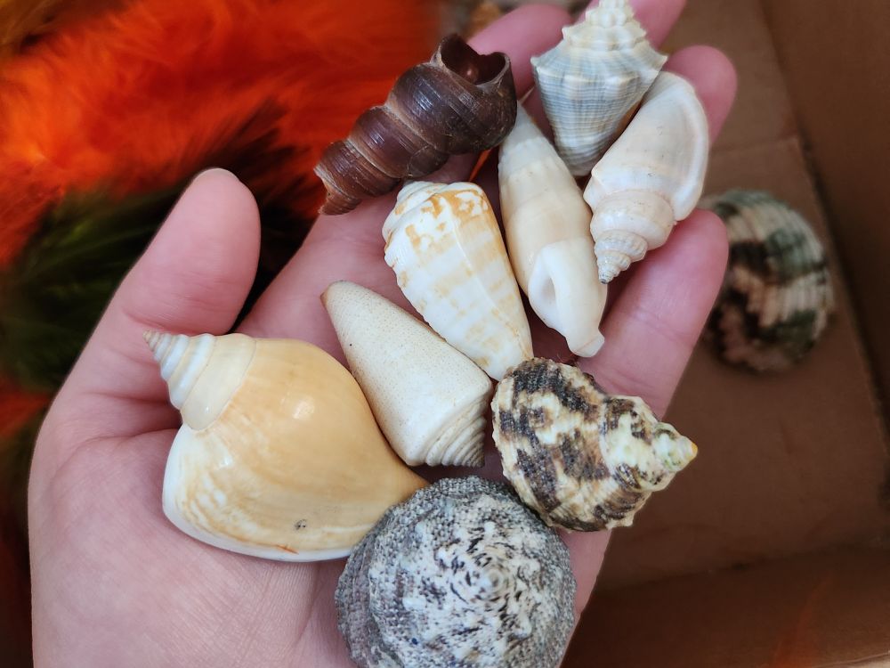 An assortment of small cone shaped shells resting in a pale white hand. Backdrop is a cardboard box with brightly colored dyed feathers.