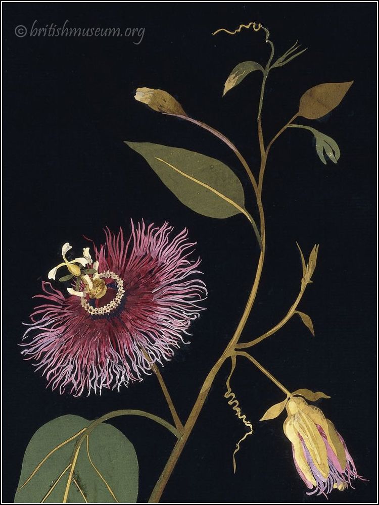 Passionflower 