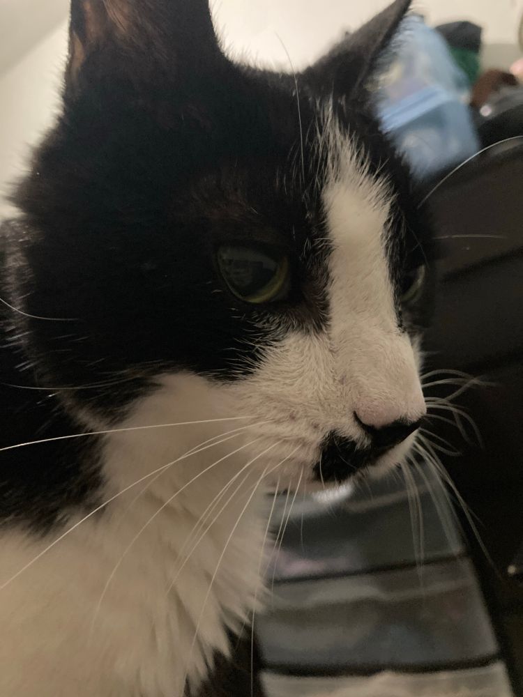 close up of a tuxedo cat