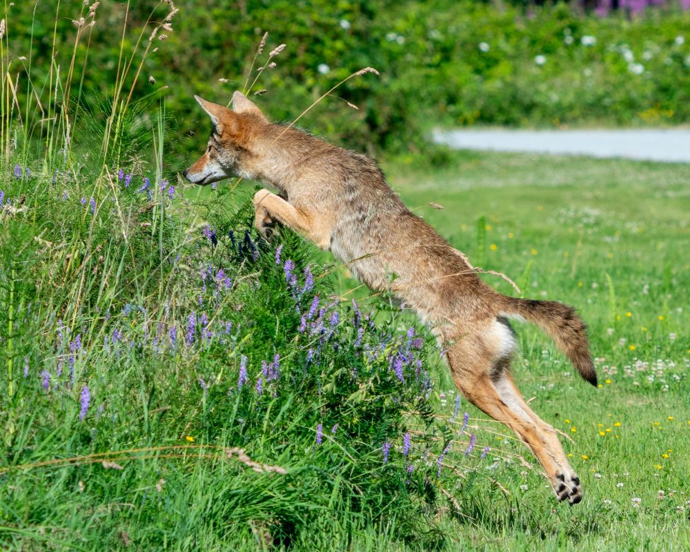 A coyote pouncing on prey at ƛ̓éxətəm Regional Park, formerly called Colony Farm Regional Park. 