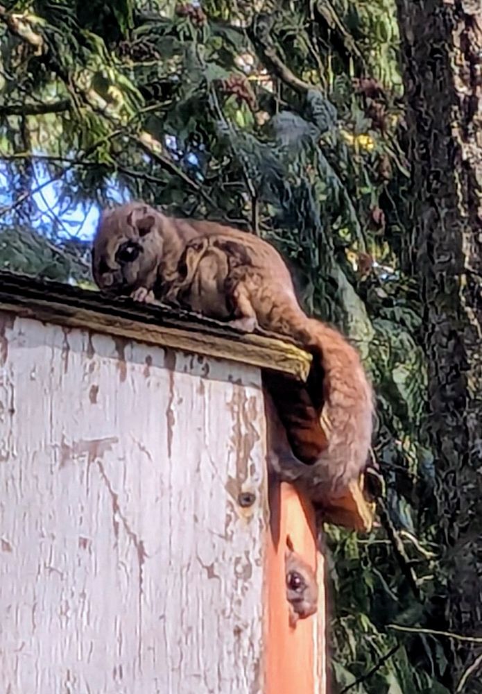 Flying squirrels in a bird nest box. 