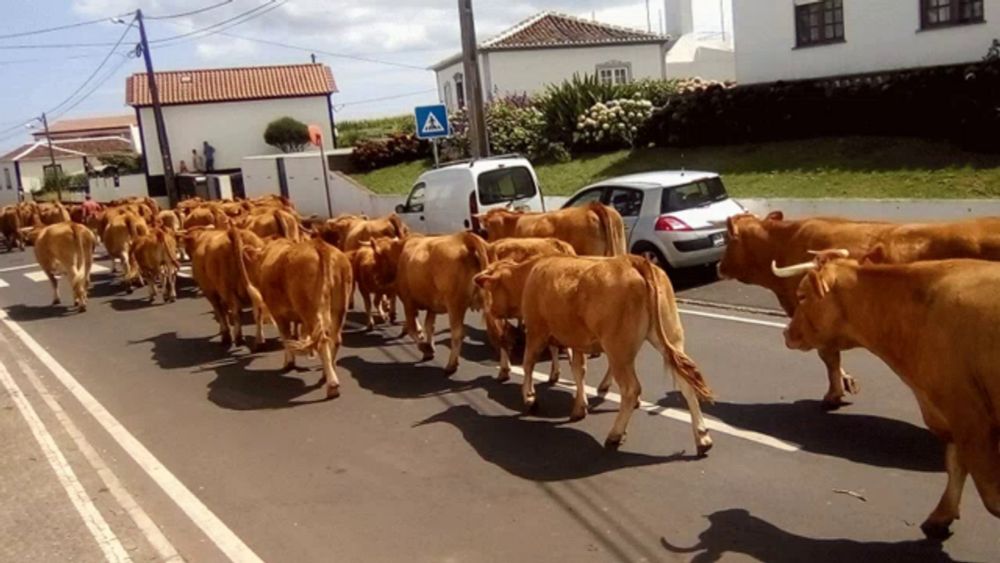 a herd of brown cows walking down a street with a blue sign that says a