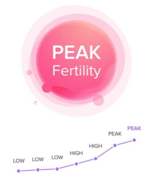 A screenshot of a period tracking app saying that im at peak fertility 
