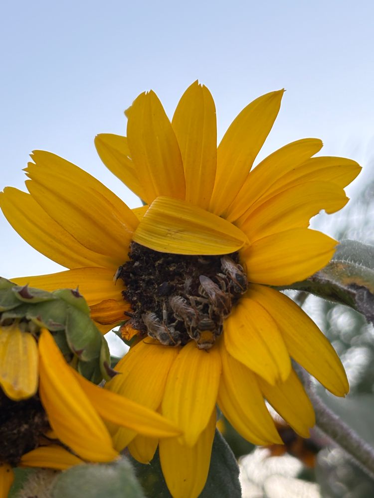 A group of bees sleeping on a sunflower. They are facing downloads and nestled on the bottom petals. 