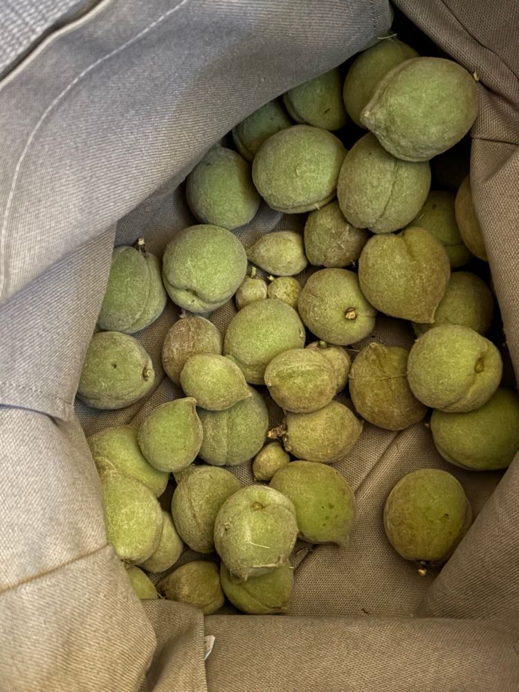 A gray fabric shopping bag containing around 44 green unripe peaches. Some of them are dirtier/in cobwebs than others 