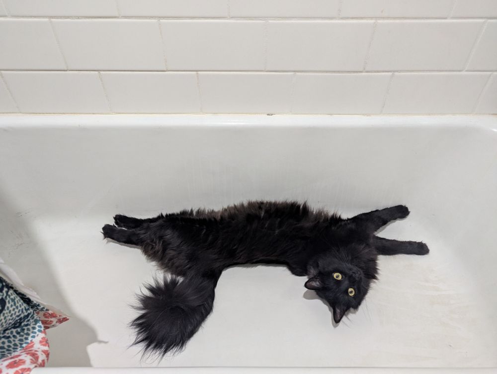 Cricket in her favorite place to stretch out: the bathtub.