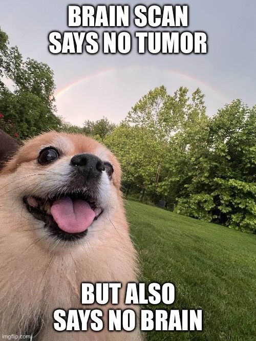 In the foreground, A Pomeranian dog of golden color with white in the muzzle and above her eyebrows showing her age. She is panting with mouth open combined with the low camera angle give the appearance of smiling.

The background is of grass and trees, the gray sky shows a rainbow with a great arc. 

The image has impact bold text on top and bottom. Top text: brain scan says no tumor. Bottom text: but also says no brain. 

This is a joke about her small dog intelligence which while not the greatest for her breed she is quite food motivated and is still able to learn.
