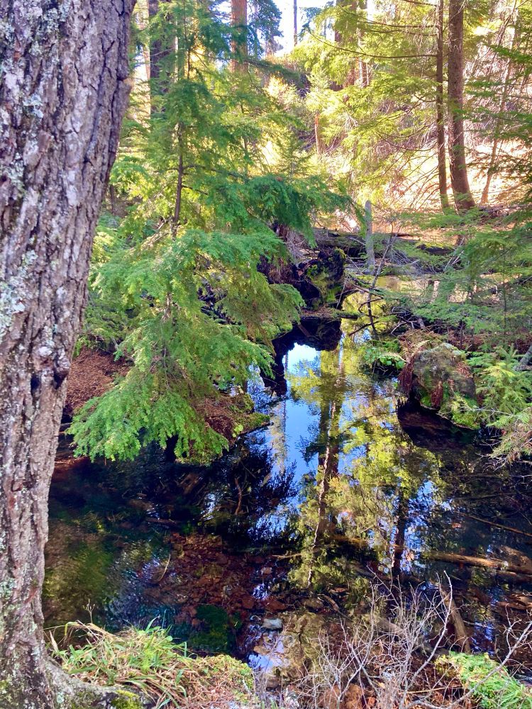 Spring-fed creek 