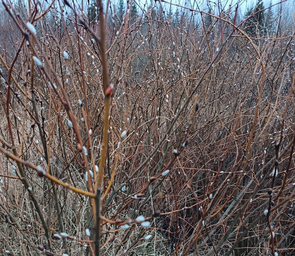 Pajussa on jo kissat. 