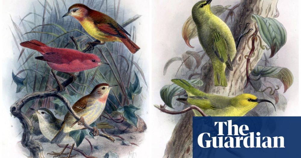 ‘Grief is a rational response’: the 21 US species declared extinct this year