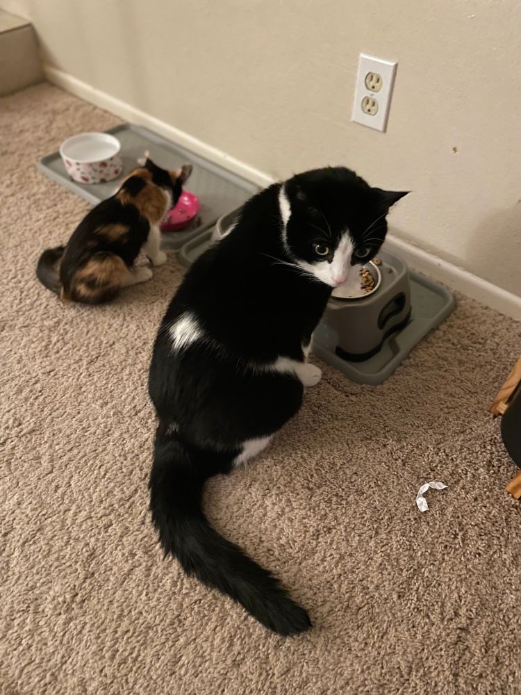 A small calico cat sitting next to a large tuxedo cat, both are eating out of their bowls