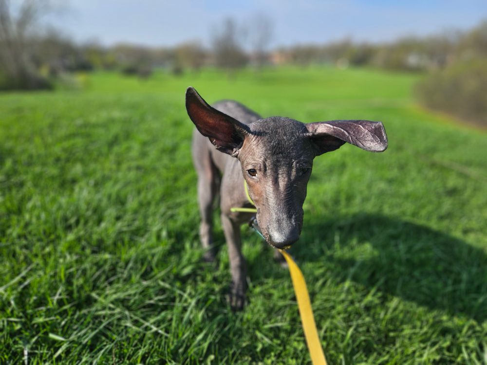 A Xolo puppy in the grass, approaching the camera with the background blurred out. 