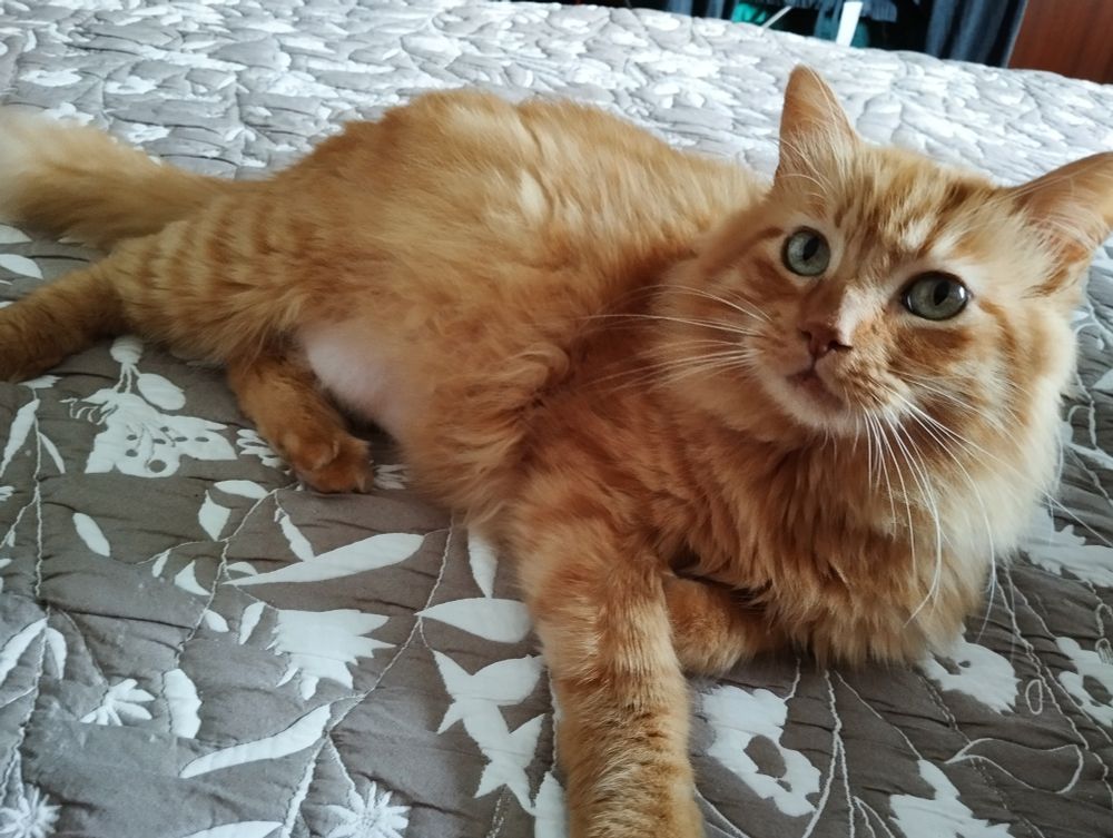 Donato o gato tumbando na cama e mirando para a esquerda. Donato e un gato laranxa de pelo largo, moi tranquiliño e con problemas de respiración e algún outro máis.