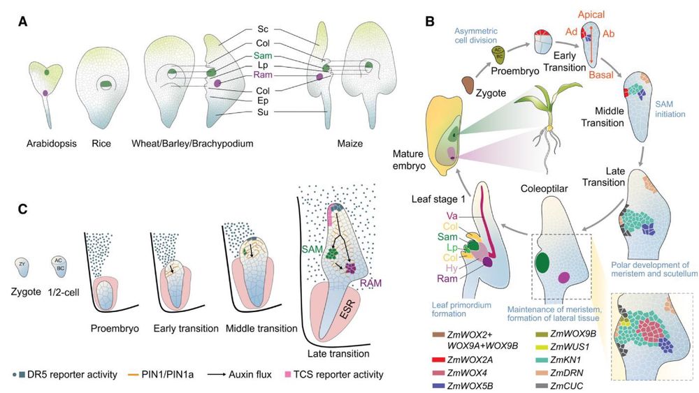 Scheme of meristem development in maize embryos, highlighting the expression domains of key regulatory genes.