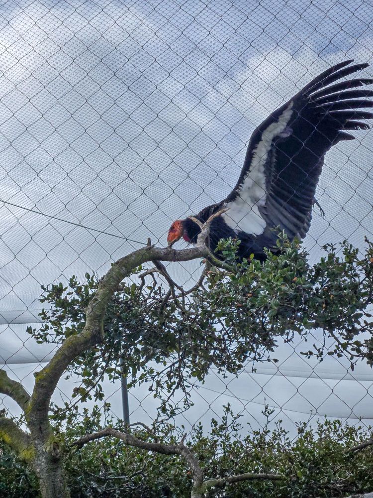 Photo of a California Condor perched on a tree with its wings out. 