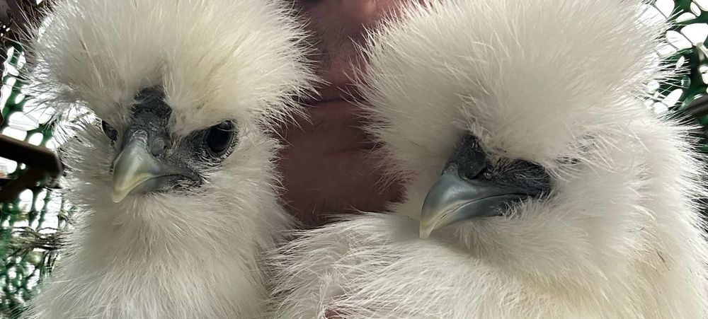 Booker & Ozgood, the derpy floof birbs 