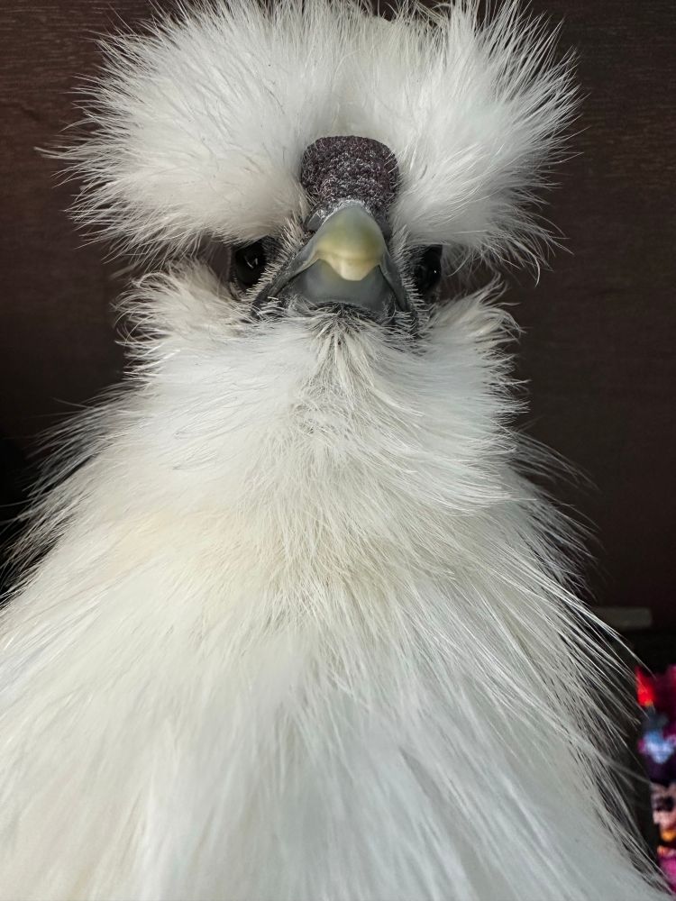  Booker is my handsome boy (& the youngest birb).