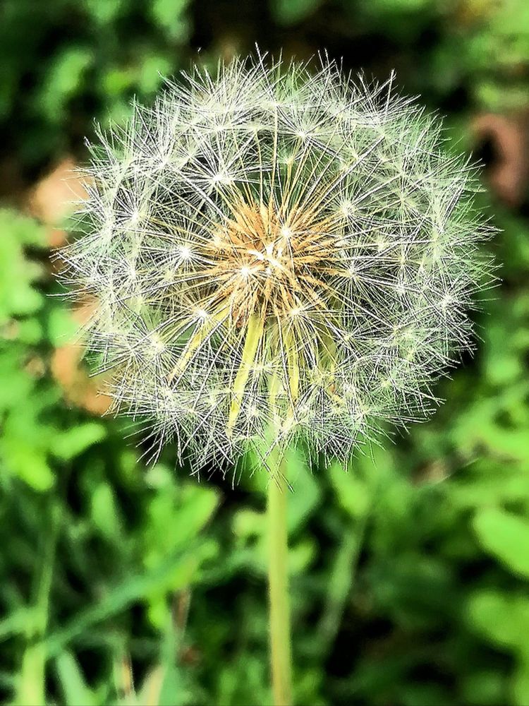 Une superbe fleur de pissenlit brillant de mille feux.