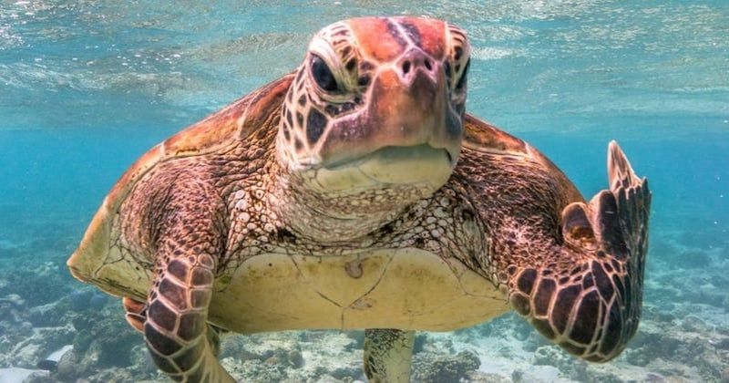 Une tortue marine qui pourrait bien être une personnalité politique qui semble nous faire un doigt d'honneur ...