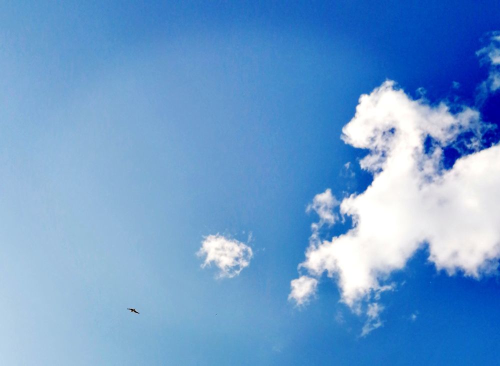Un nuage qui ressemble à un cheval ou à un agneau (?) gambade sur un fond de beau ciel bleu en compagnie d'un oiseau. 