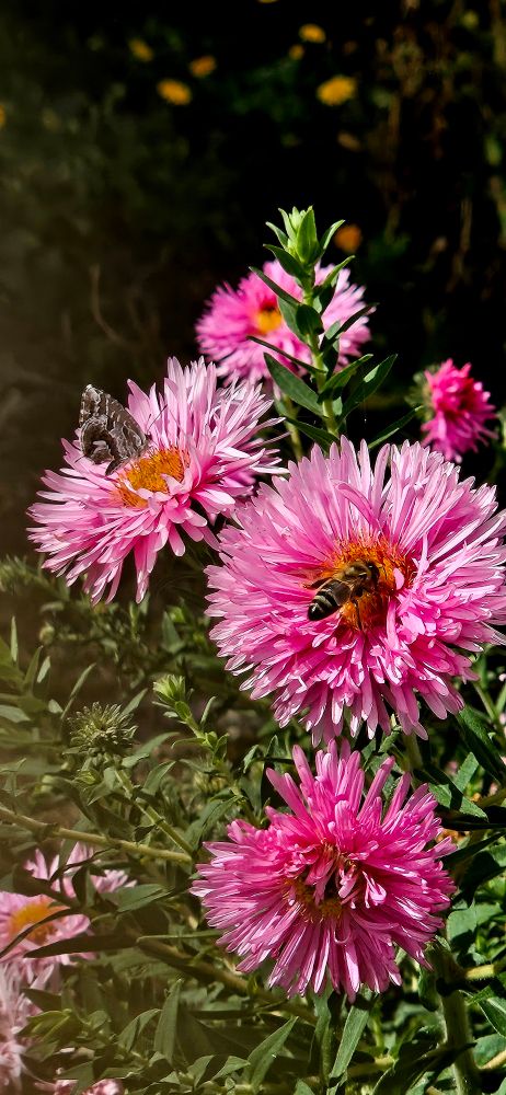 Posés sur des Asters roses un petit papillon brun et sa copine l'abeille se régalent de pollen. 