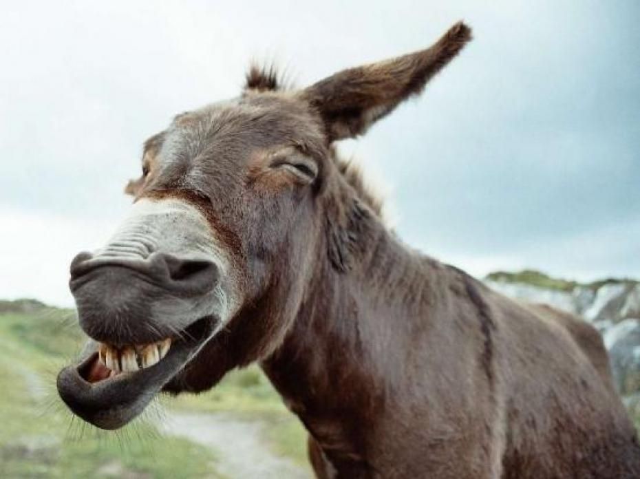 Une mule avec les yeux plissés de rire et un très large sourire.