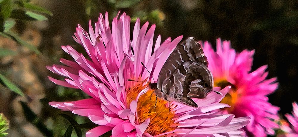 Posé gracieusement sur un bel Aster rose au cœur orange un petit papillon gris/marron au doux nom de " Petit Brun des Pélargoniums ".
Photo prise au zoom pour une tentative de macro... 😊