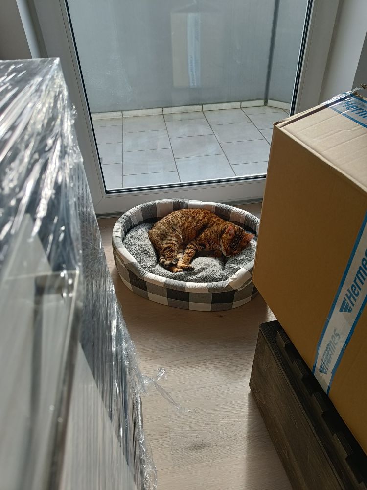 Makrele liegt in ihrem Bettchen in der Sonne vorm Balkon. Möbel sind in Möbelfolie verpackt, Kisten stehen herum