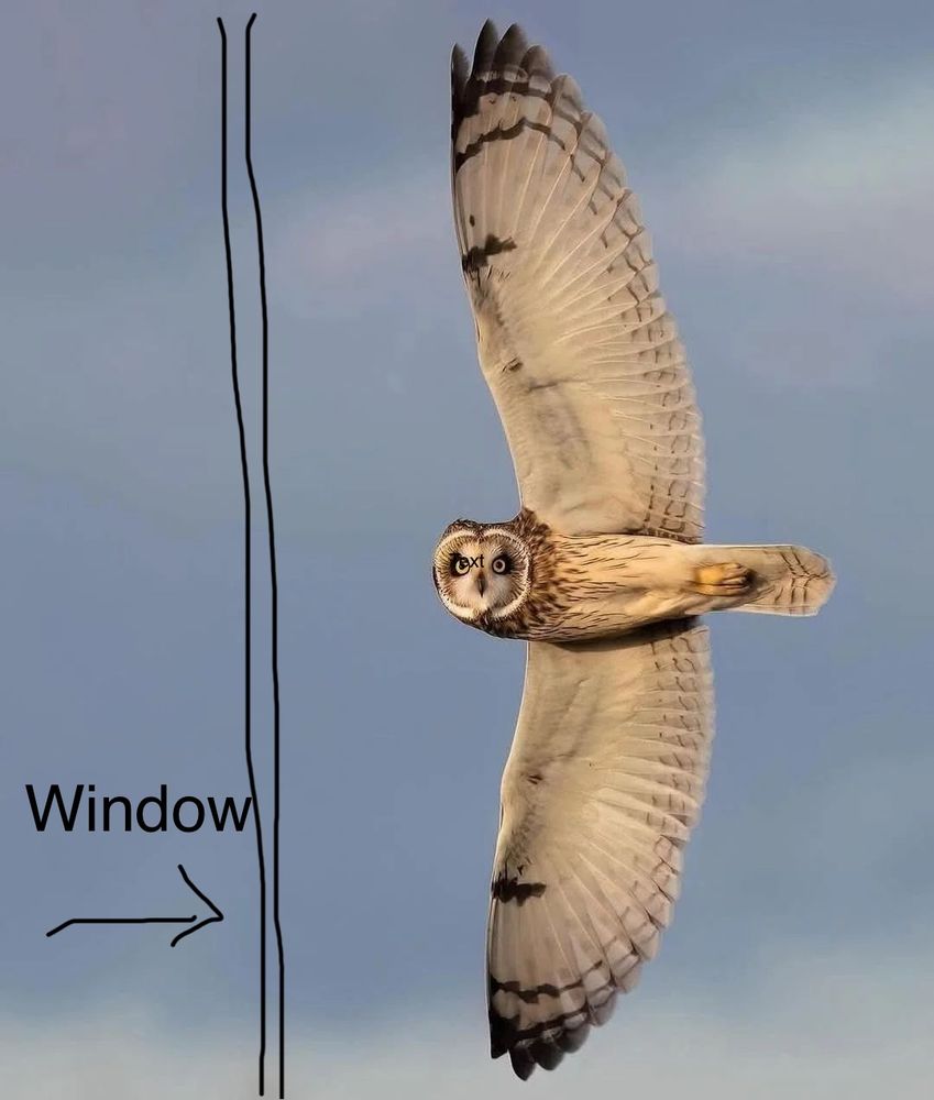 Picture of owl soaring with face towards camera. Hand drawn window in front of owl.