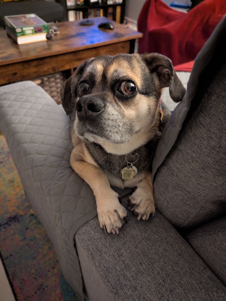 A sable puggle sitting on a grey couch, propping himself up on the arm and looking up at the camera with a skeptical expression 
