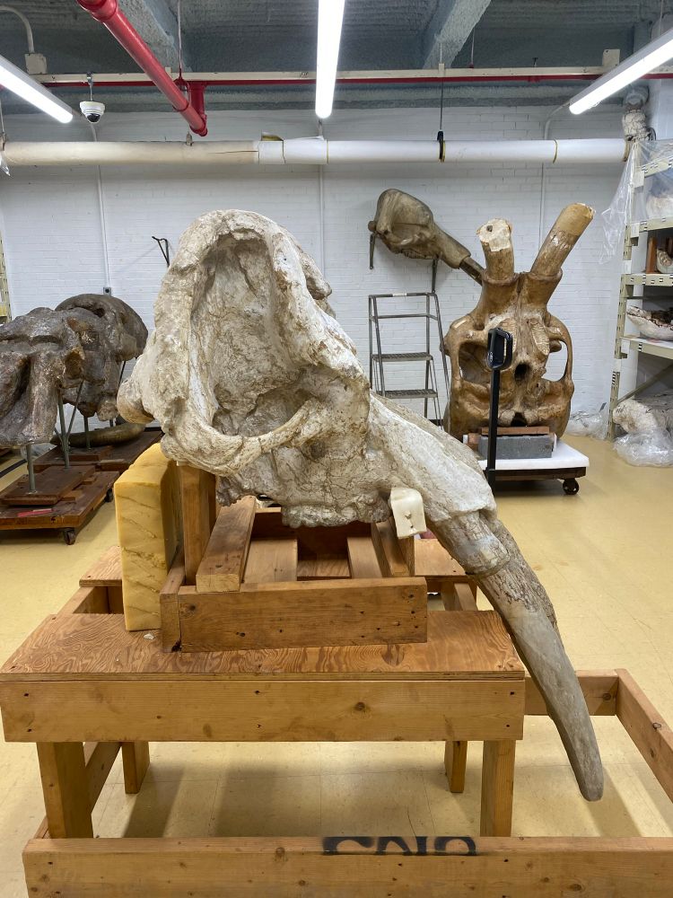 AMNH F:AM 21294 Holotype skull of Ocalientinus ojocaliensis. Tall triangular skull with downward curving upper tusks