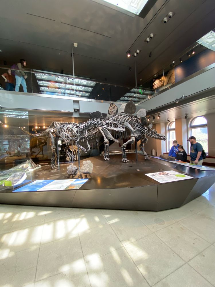 Allosaurus and Stegosaurus at LACM from my time in LA for AABA 2024.