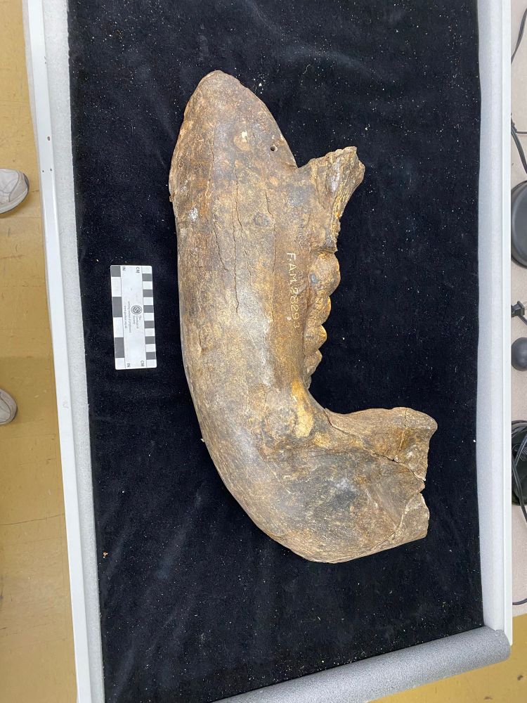 Lateral view of a dhort dark brown mandible with a highly worn second molar and a third molar in place. The coronoid process and condyle are damaged. 