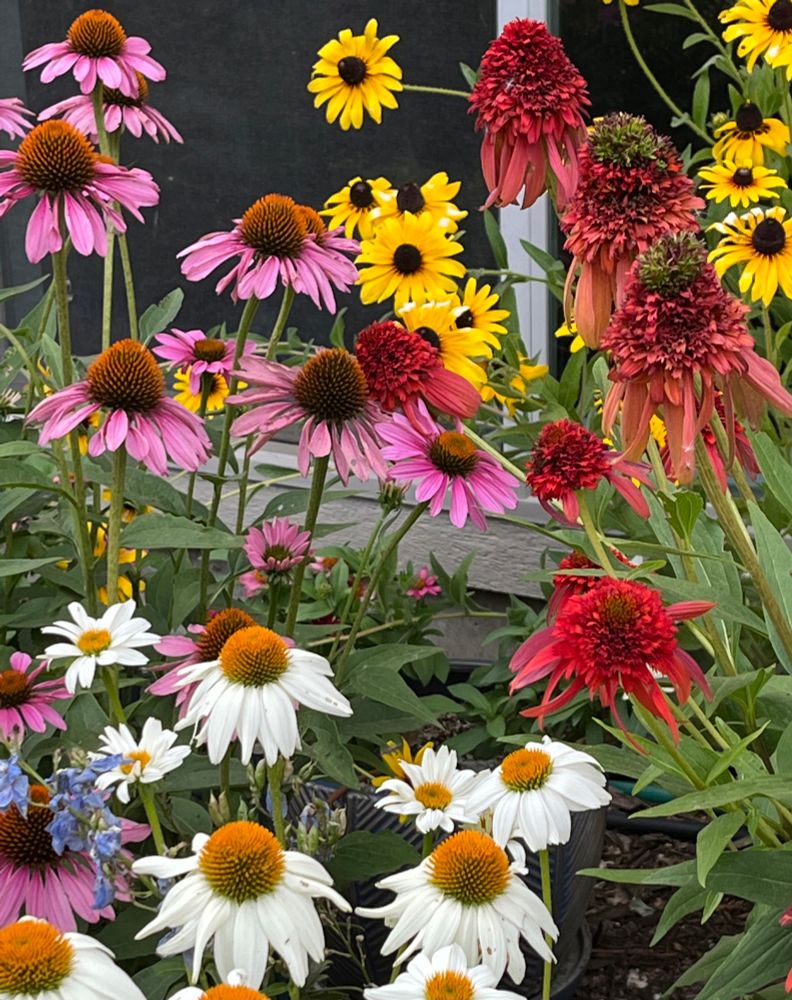 white, pink and red coneflowers, with some black-eyed Susans in the background