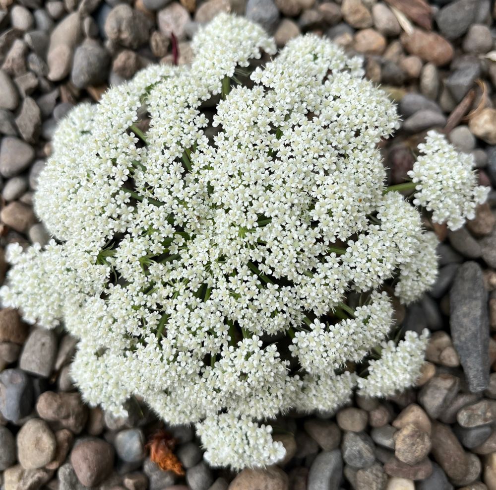 photo of carrot blossom from above