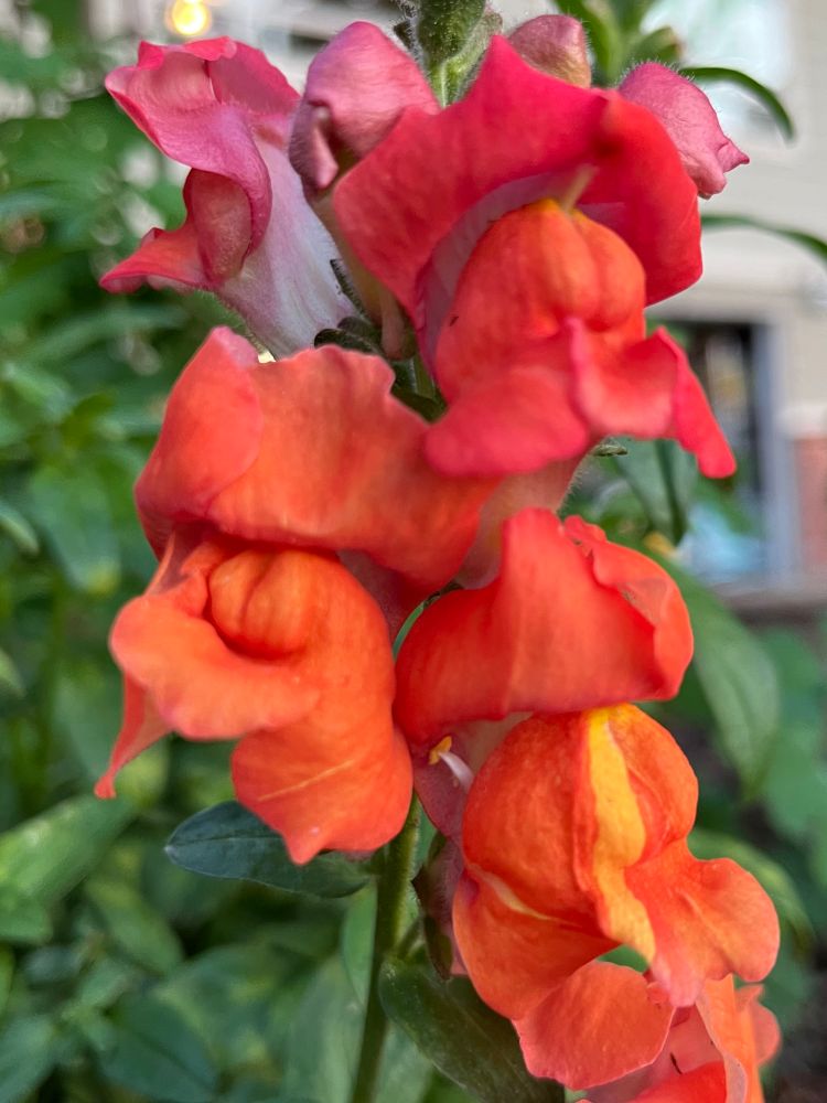 close-up of orange snapdragons