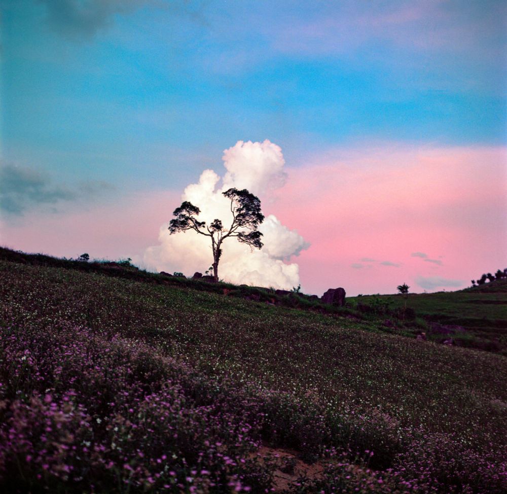  A sparse tree stands at the top of a slope of purple flowers. Behind it is a fluffy white cloud that appears to be at the top of the slope as well. The sky is bright blue with a pink horizon.