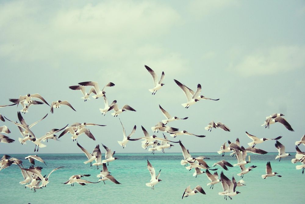 A flock of seagulls taking off against the backdrop of a pale green body of water and a pale blue and white sky.