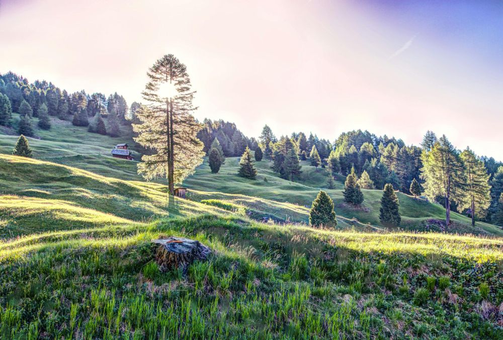 Trees on a rolling hillside under a clear sky.