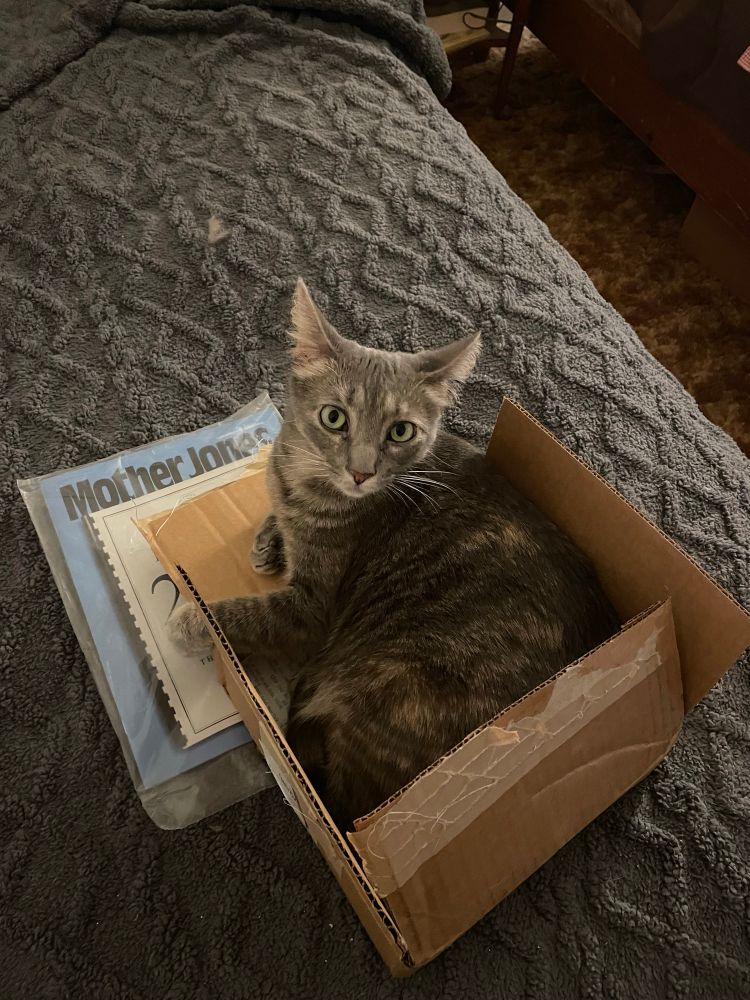 Gray tortoise shell tabby sits in a box that she tore one end out of so she could fit. 