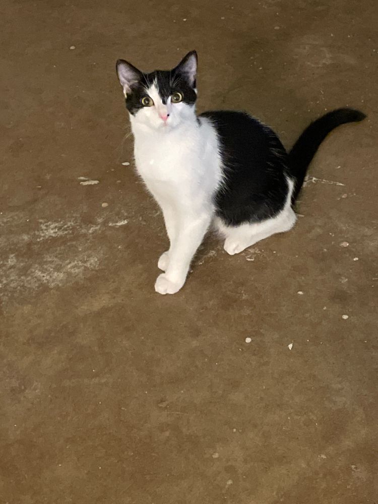 A black and white cat stares at the camera. 