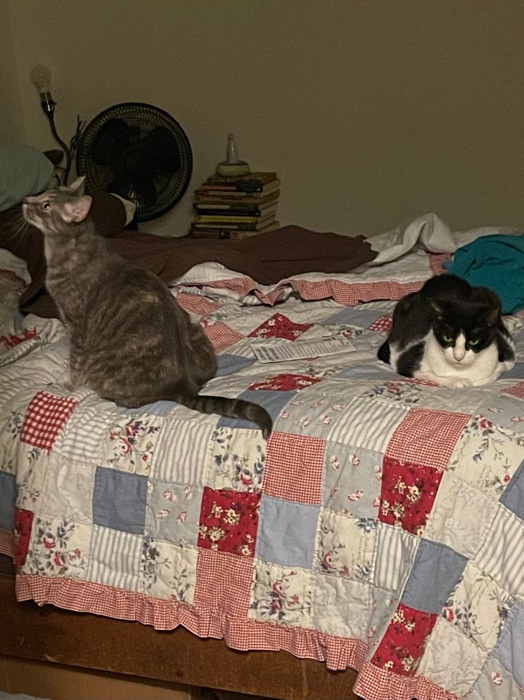 A grey tortoise shell cat stares at a fly on the ceiling while a black and white tuxedo cat wishes for peace and quiet. They are both on a quilt-covered bed. 
