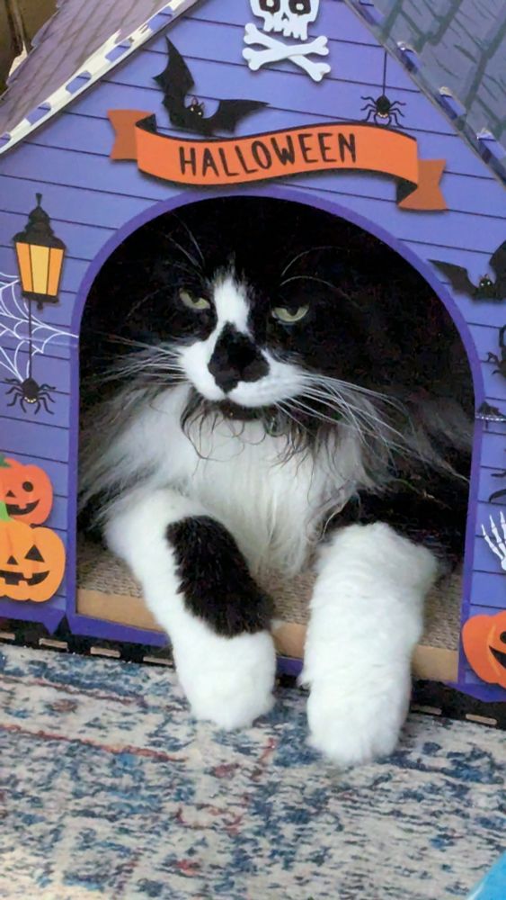 the same cat in the same cat house, but this time he has two peets sticking out in front of him instead of one. 