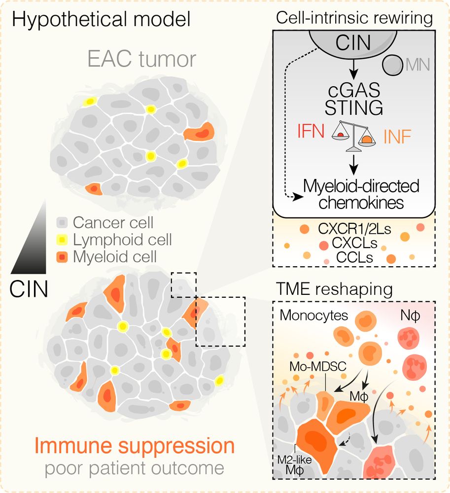 Model figure - in EAC cancers, as chromosomal instability (CIN) increases, we found that a CIN-driven cGAS-dependent axis drives myeloid directed chemokine expression and recruitment of tumor-favoring myeloid populations