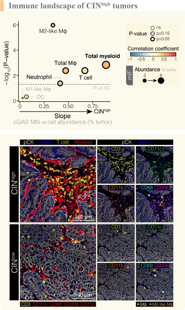 Image shows cell types which correlate with increasing chromosomal instability (myeloid populations dominate) and representative images of inflamed, CINhigh tumor and a CINlow tumor