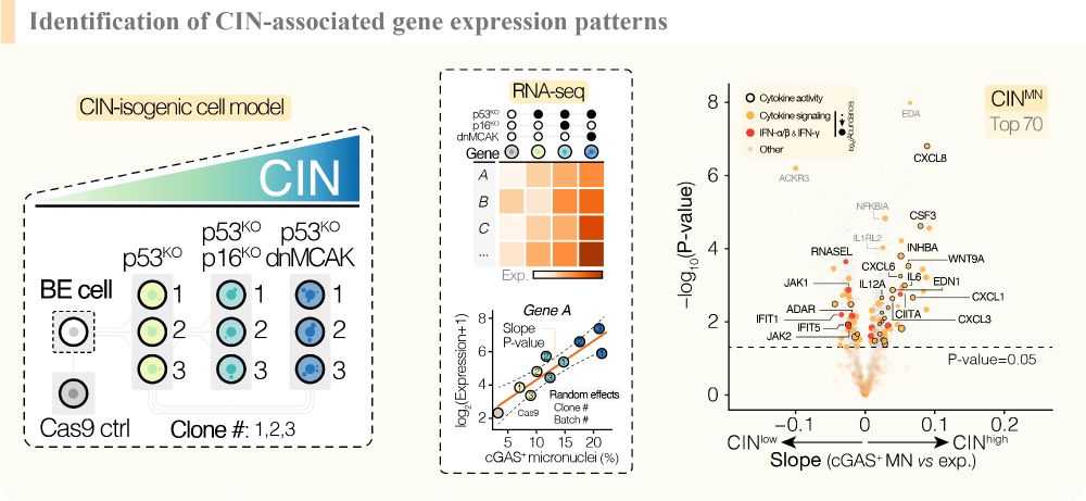 We serially edited a Barrett's Esophagus cell line (CP-A) to make this increasingly chromosomally unstable, identifying genes which scaled with increasing chromosomal instability