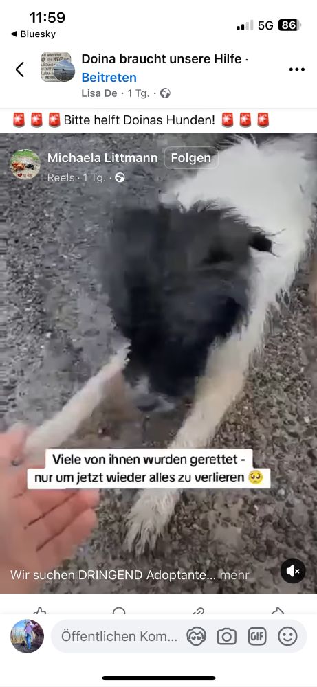 Ein Videoscreenshot eines Hundes im Shelter mit dem Text:
 Viele von ihnen wurden gerettet -
 nur um jetzt wieder alles zu verlieren
 Wir suchen DRINGEND Adoptante...
